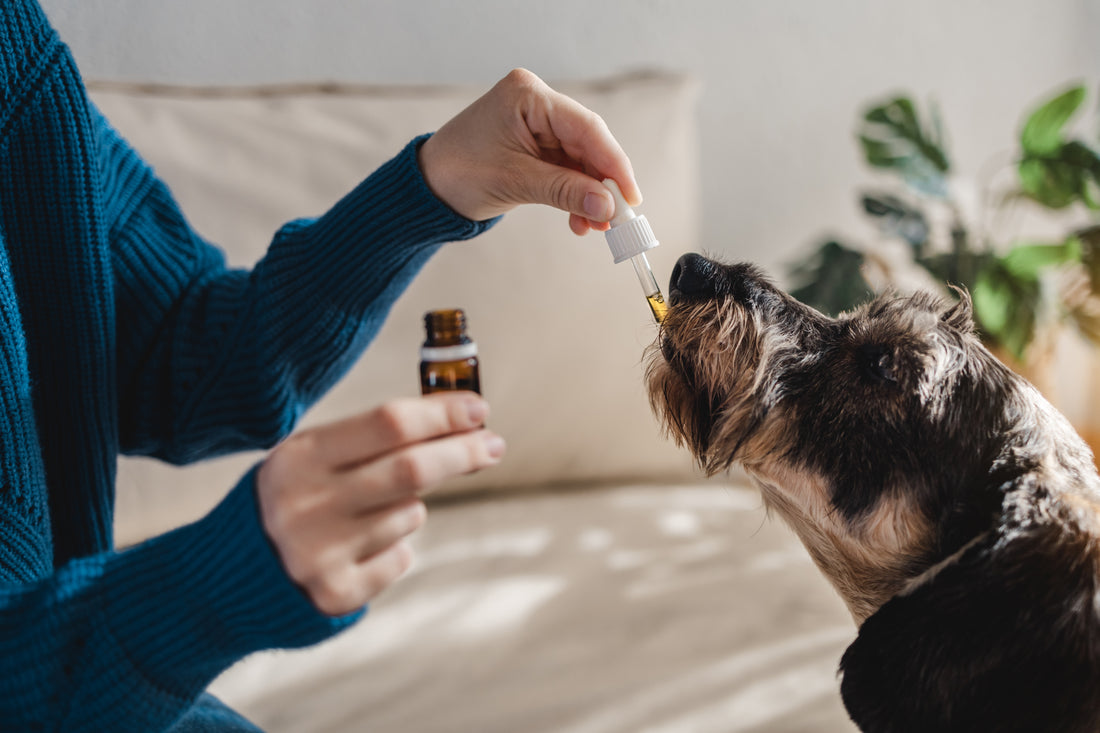 CBD for Pets: A Guide to Improving Your Pet's Health With CBD
